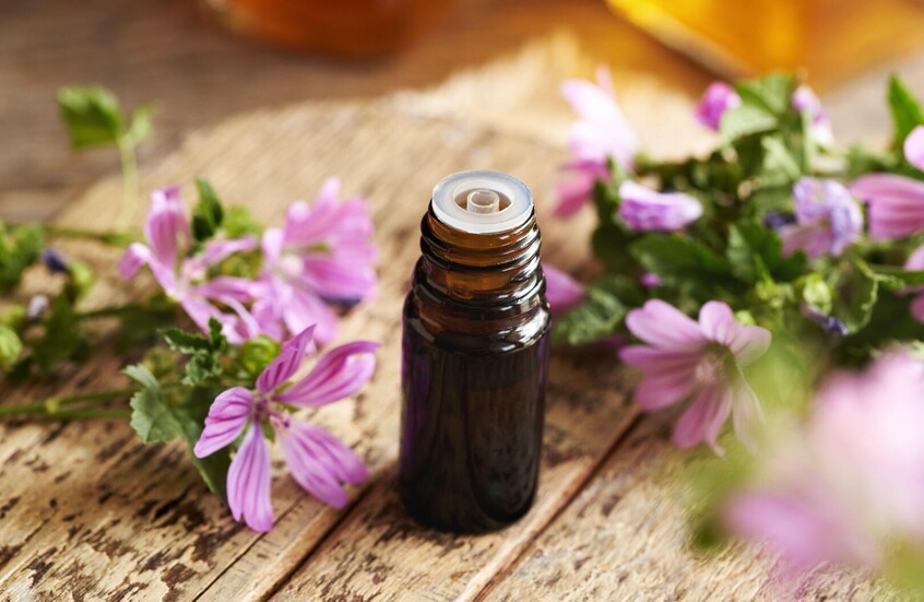 دراسة لعلماء إيطاليون .. نبات طبي يساعد في محاربة سرطان القولون