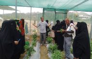 مشروع البيوت الزراعية يمكن 152 أسرة في طور الباحة من إنتاج الخضروات وتحسين سبل العيش