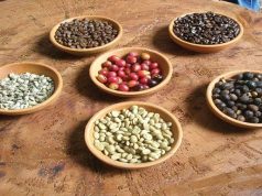 القهوة اليمنية تغزو أمريكا الشمالية… من منتج هامشي إلى ظاهرة ثقافية