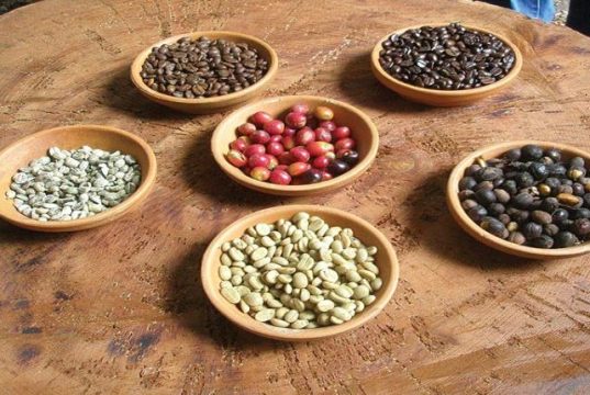القهوة اليمنية تغزو أمريكا الشمالية… من منتج هامشي إلى ظاهرة ثقافية