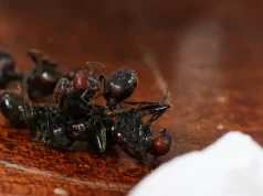 ليست مزحة.. كيف أصبح النمل “حيوانا أليفا” في أسواق سرية حول العالم؟