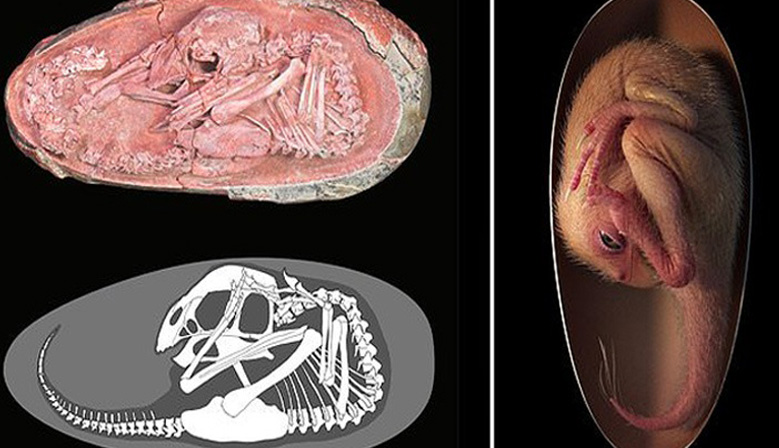 اكتشاف جنين ديناصور عمره 66 مليون عام