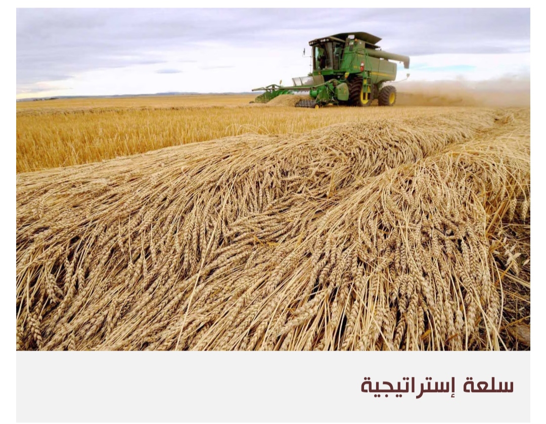 السعودية تحيي تجربة زراعة القمح محليا