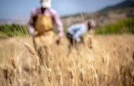 الجفاف يعصف بنصف محصول الحبوب في المغرب