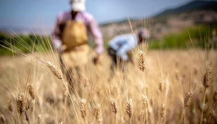 الجفاف يعصف بنصف محصول الحبوب في المغرب